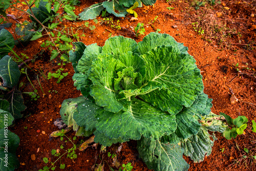 2023 11 01 Lonigo green cabbage 25 photo