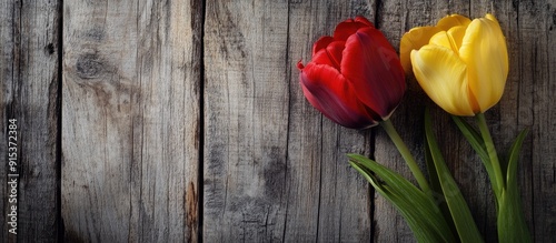 Red and yellow tulips on a ...