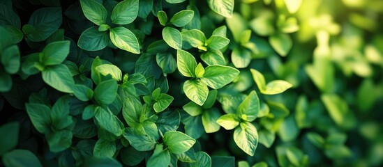 Green nature providing copy space as a natural background
