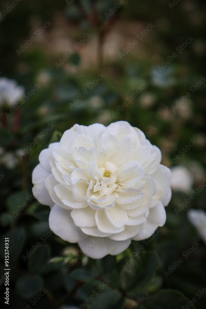white rose in garden white rose in garden