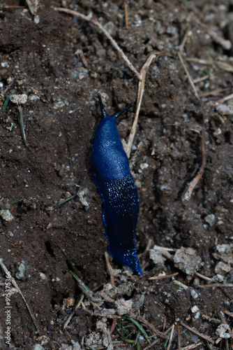 blue snail or slug on the groung photo