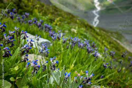 Mertensia Tweedy (Alpine Bluebell) Blooming in Himalayan Meadows, Himachal Pradesh photo