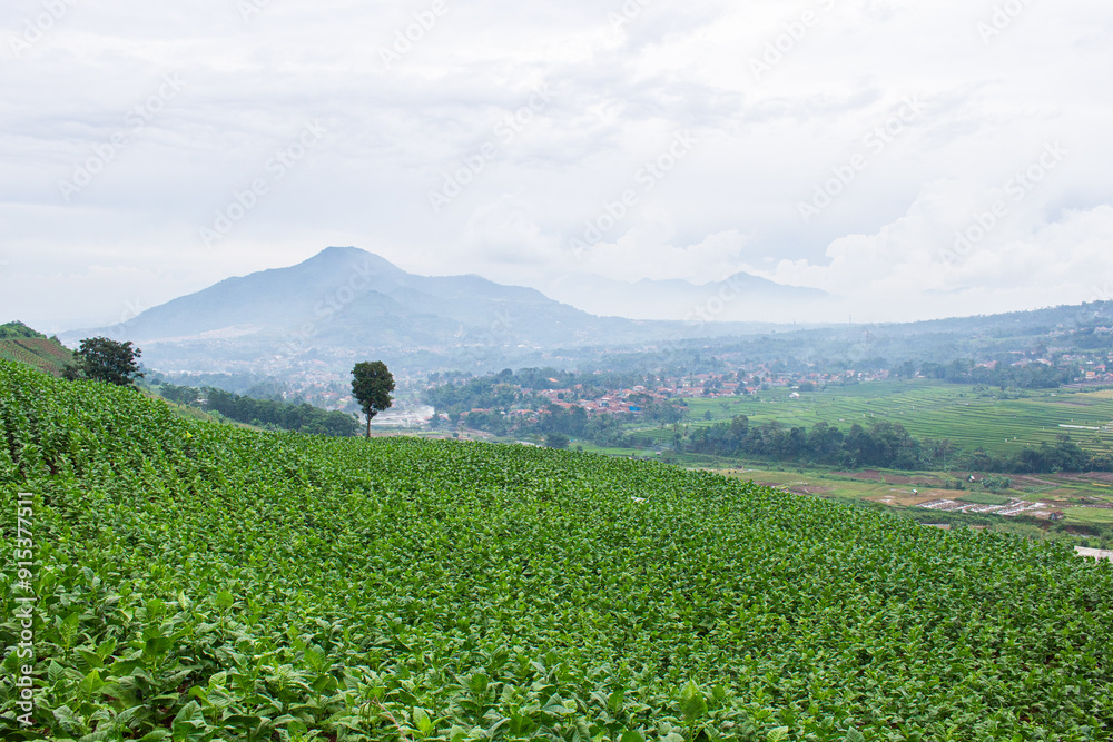 Fototapeta premium Tobacco Plantations in the Bandung Area
