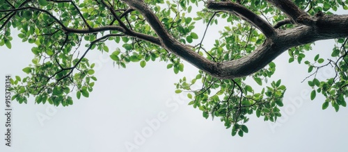 Tree branches overcast skie...