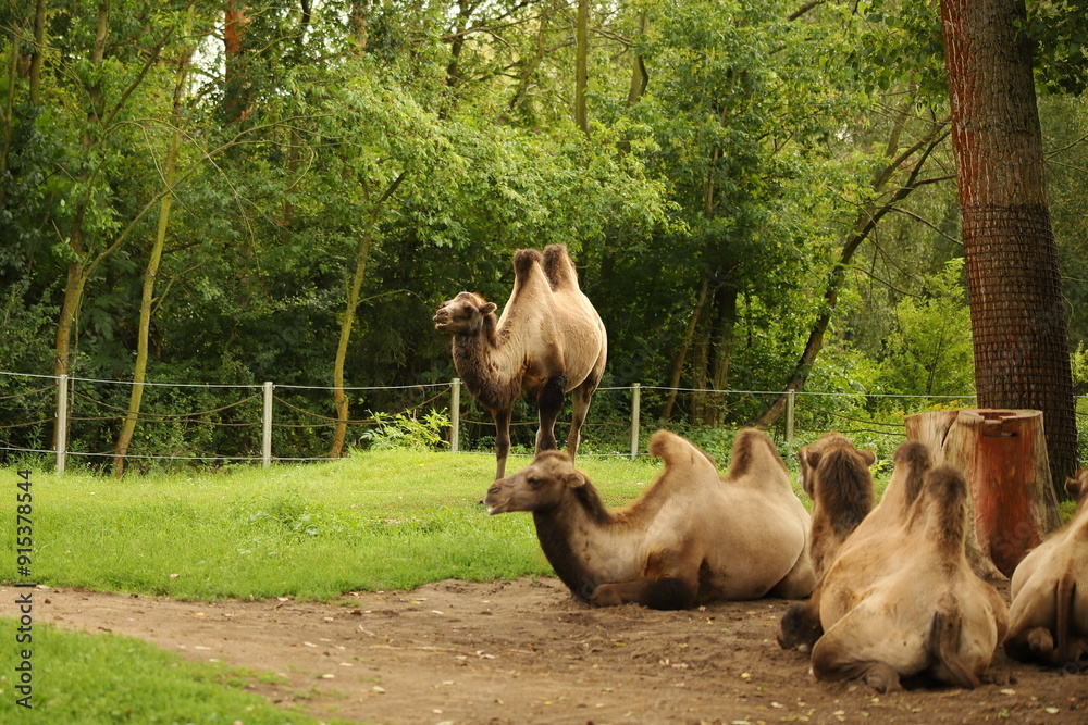 camel, animal, mammal, large, brown