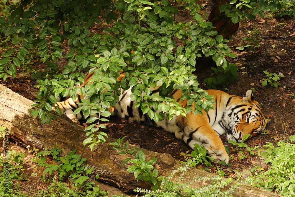 tiger, animal, mammal, wild cat