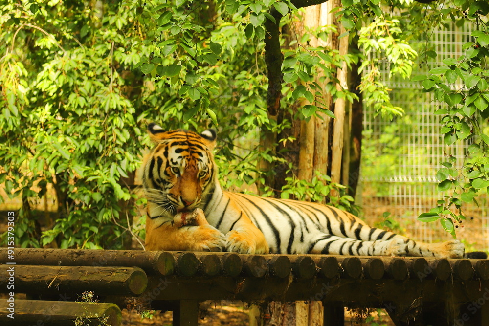 tiger, animal, mammal, wild cat