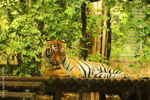 Obraz na płótnie tiger, animal, mammal, wild cat w salonie