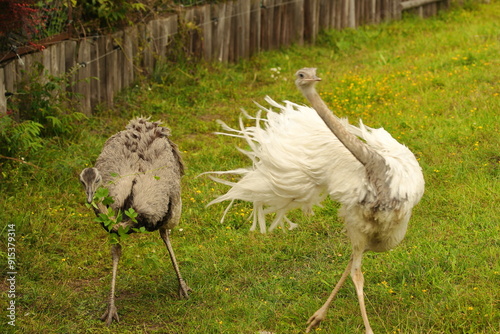 Obraz na płótnie ostrich, bird, summer, feathers, white w salonie