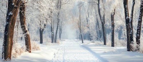 Winter forest with snow cov...