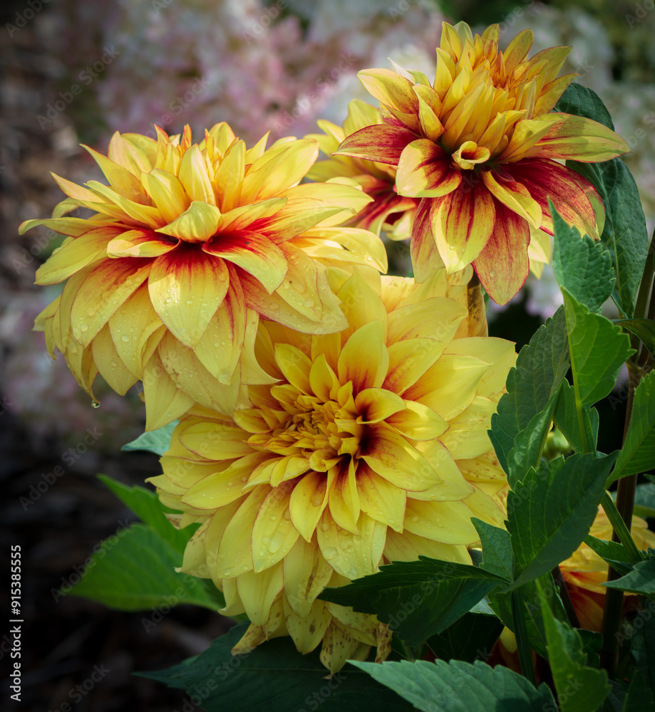 Yellow dahlia flowers in the garden on a sunny day. Yellow dahlia flowers in the garden on a sunny day.