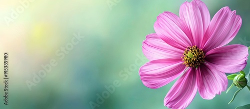 Beautiful pink blooming cos...