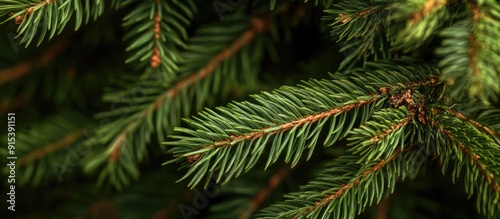 Natural texture pattern of ...