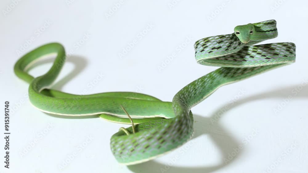 Gonyosoma oxycephalum the arboreal ratsnake the red-tailed green ...