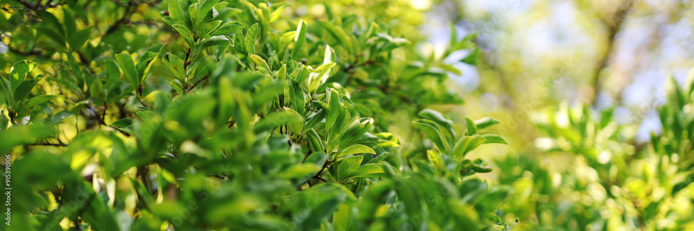 A lush green tree with leaves that are full and green A lush green tree with leaves that are full and green