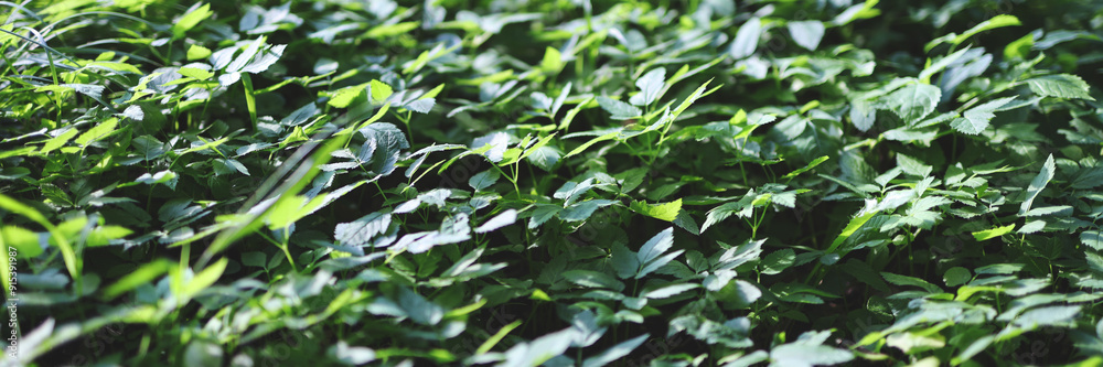 A lush green field with many plants and grass. The field is full of green plants and grass, and it looks like a beautiful, peaceful place A lush green field with many plants and grass. The field is full of green plants and grass, and it looks like a beautiful, peaceful place