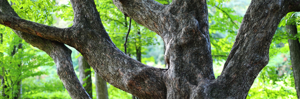 A tree with a thick trunk and branches. The tree is surrounded by a forest A tree with a thick trunk and branches. The tree is surrounded by a forest