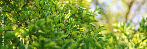 A lush green tree with leaves that are full and green