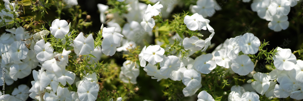 A field of white flowers with green leaves. The field is full of flowers and the sun is shining on them A field of white flowers with green leaves. The field is full of flowers and the sun is shining on them