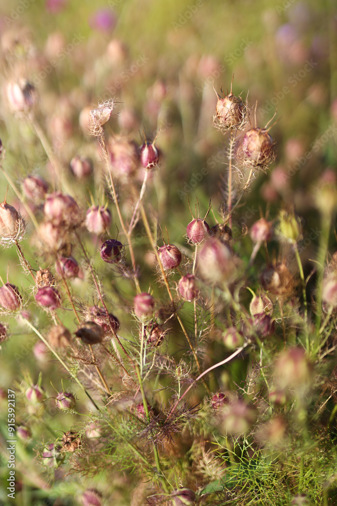 A field of flowers with many pink flowers A field of flowers with many pink flowers