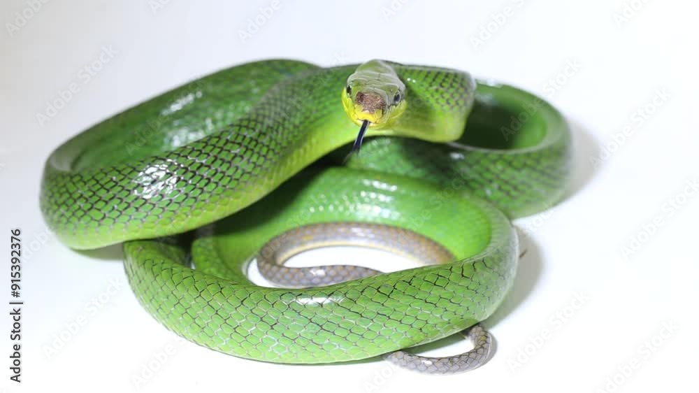 Gonyosoma oxycephalum the arboreal ratsnake the red-tailed green ...