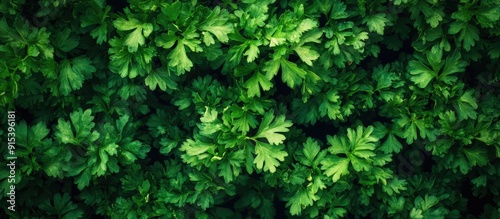 Top view of a fresh coriand...