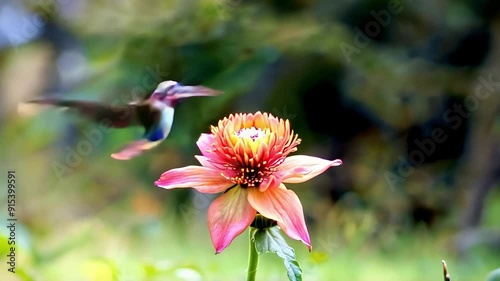 A hummingbird flits around a blooming flower in a garden, showcasing its iridescent feathers and delicate movements as it searches for nectar photo