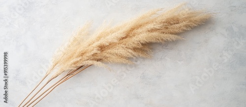 Reed Plume Stem Dried Pampa...