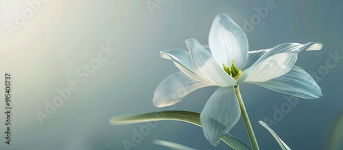 white blooming snowdrop on ...