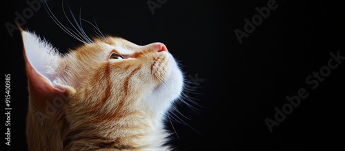 adorable red and white cat....