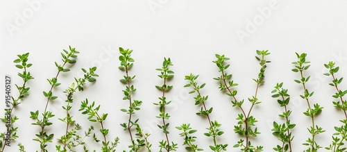Fresh thyme spice isolated ...