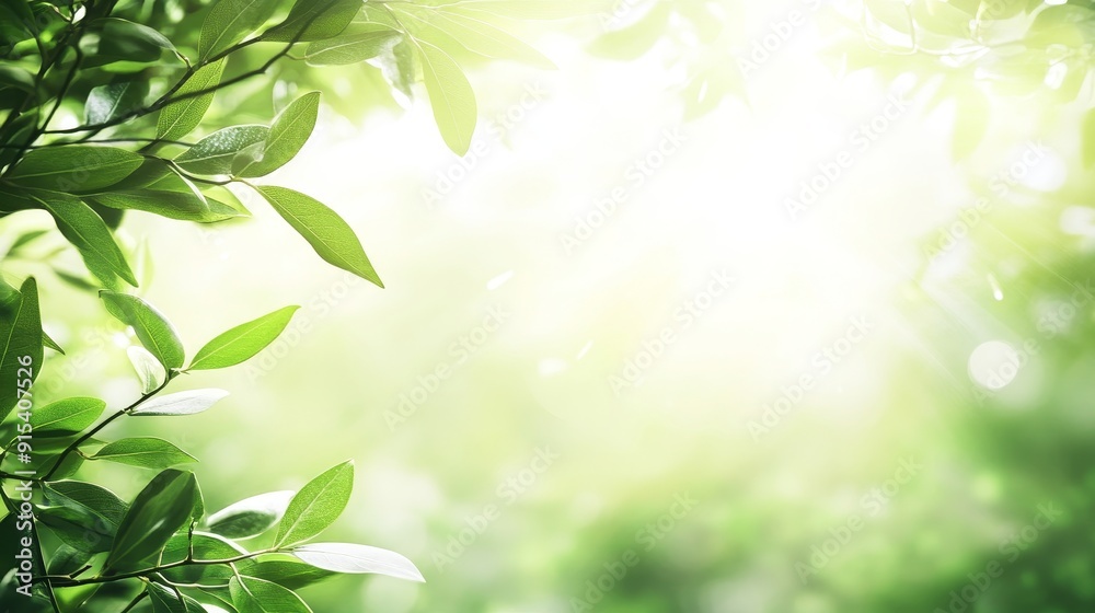 Clean bokeh morning background with turquoise shade on a mint green background Abstract blue cyan shade in summer : Stock Clean bokeh morning background with turquoise shade on a mint green background Abstract blue cyan shade in summer : Stock