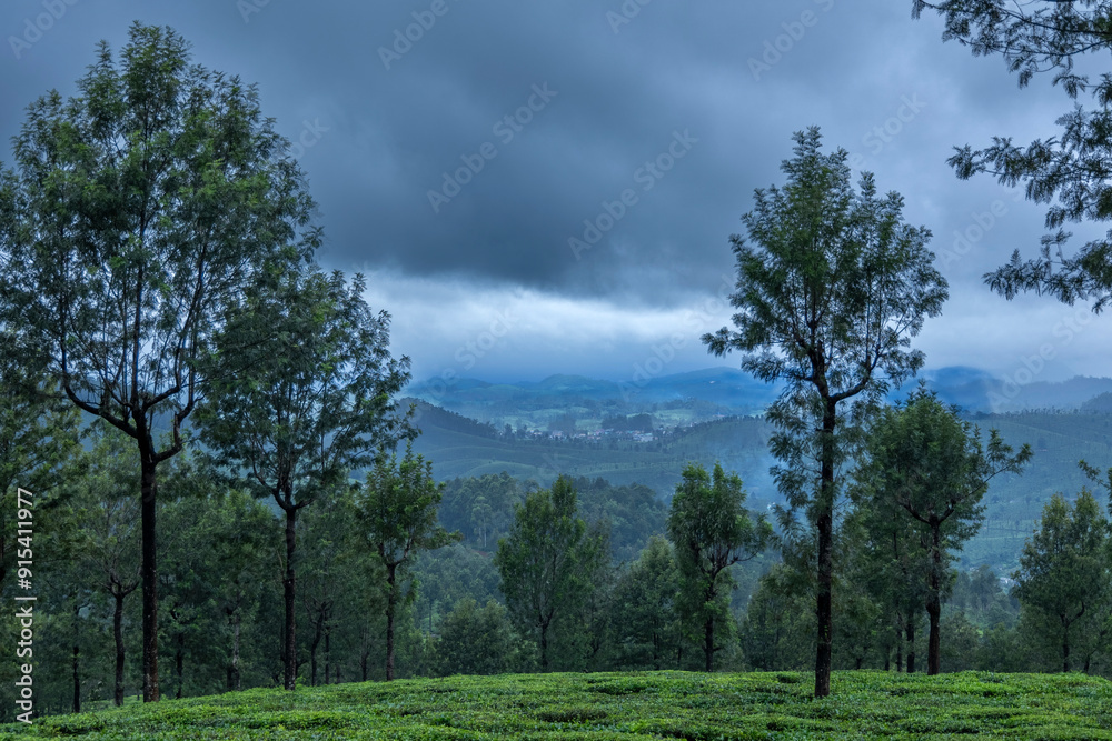 Obraz premium trees in the forest