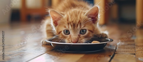 A Devon Rex kitten is eatin...