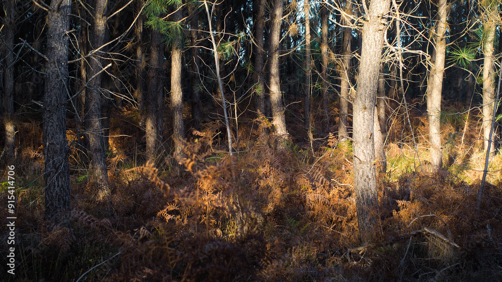 Obraz premium Forêt des Landes de Gascogne, en période automnale