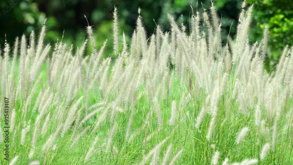 A field of tall grass with a green background. The grass is tall and dry, giving the impression of a dry, sunny day A field of tall grass with a green background. The grass is tall and dry, giving the impression of a dry, sunny day