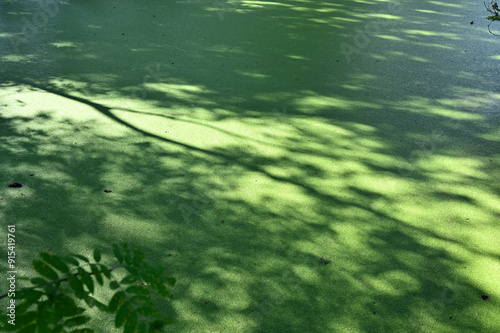 a green water surface covered with algae