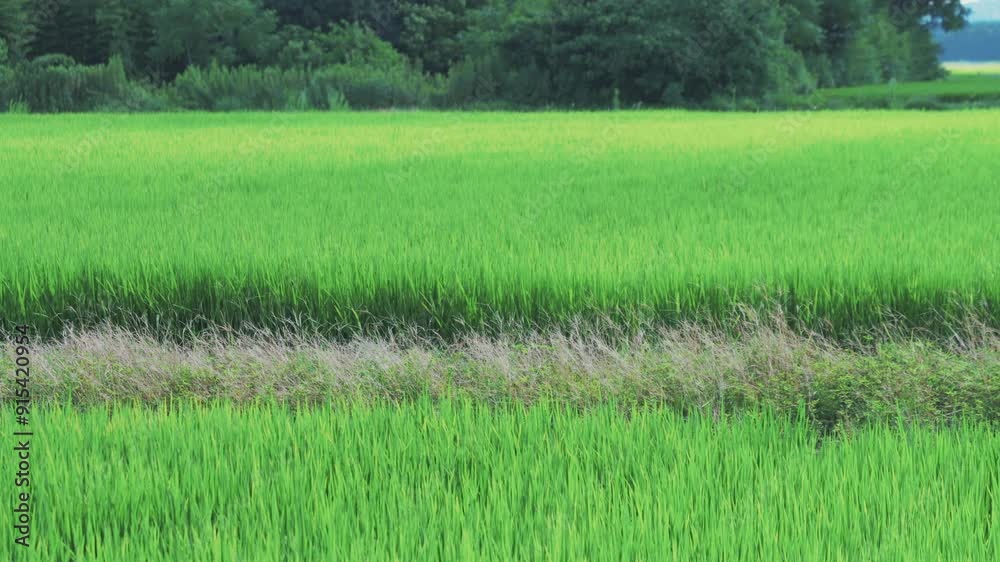 Midsummer meadows, rural rice fields