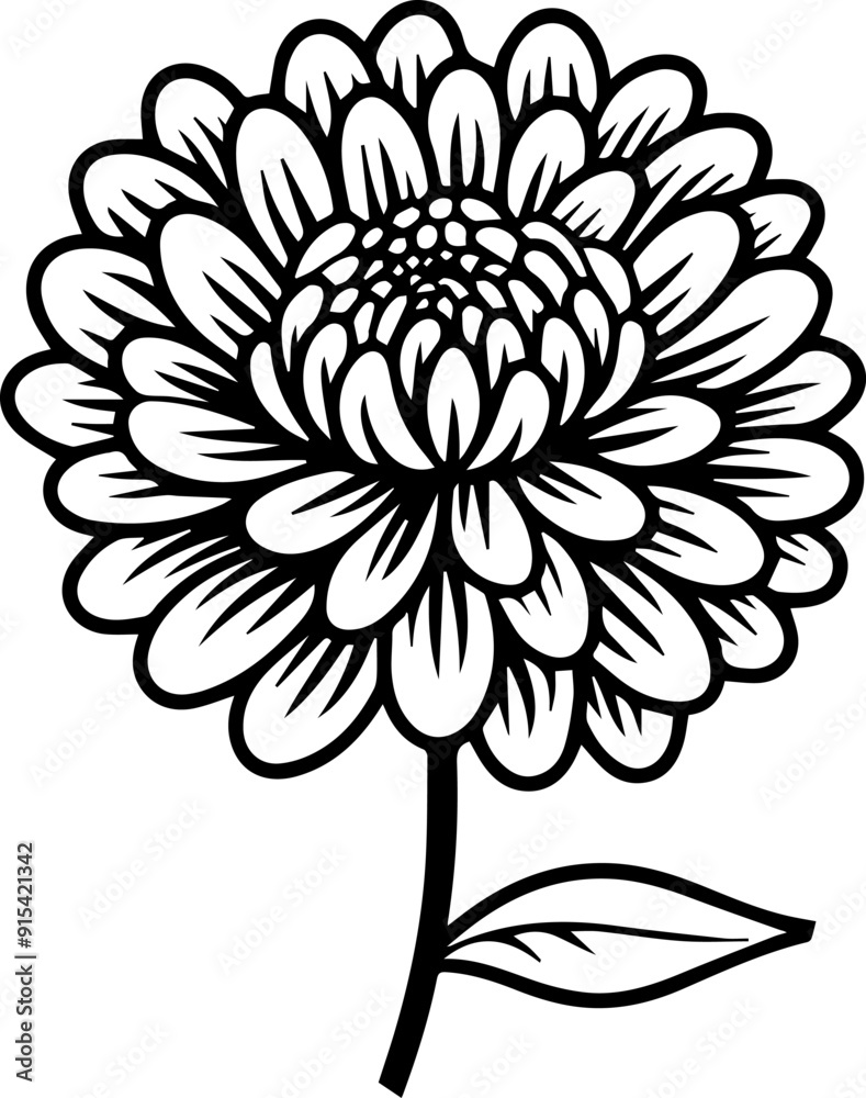 illustration of a chrysanthemum flower