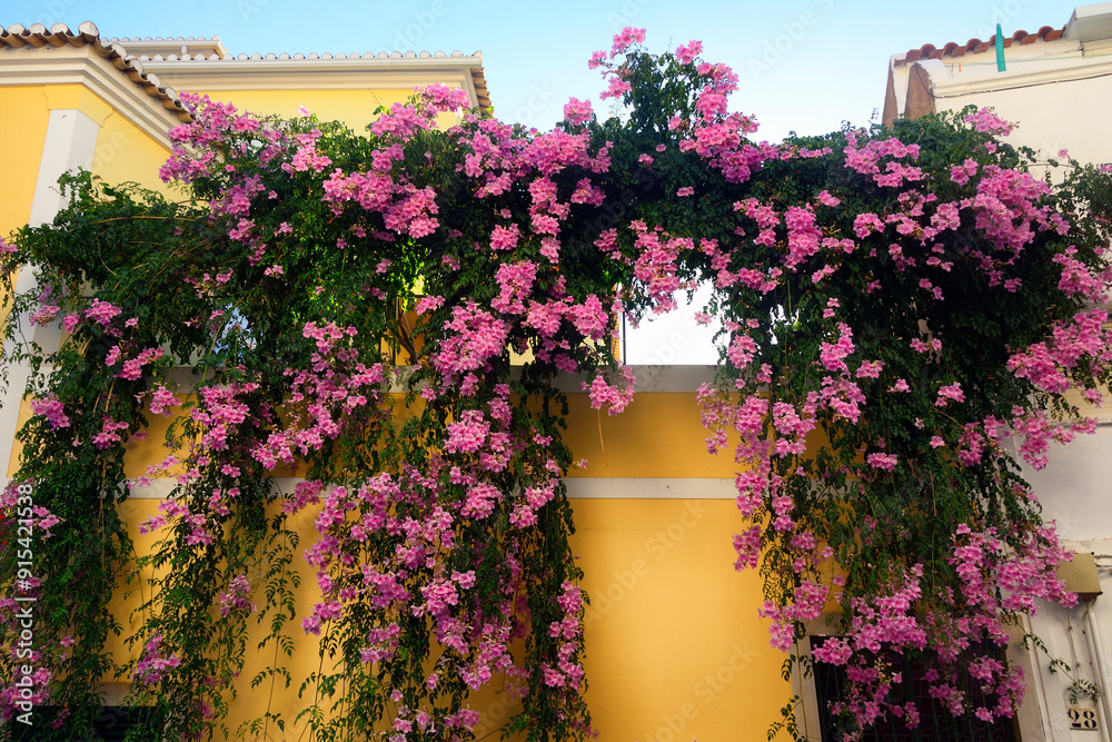 Φωτογραφία Lagos, Algarve, Portugal, Europe - blooming Podranea - Pink Trumpet Vine decorat