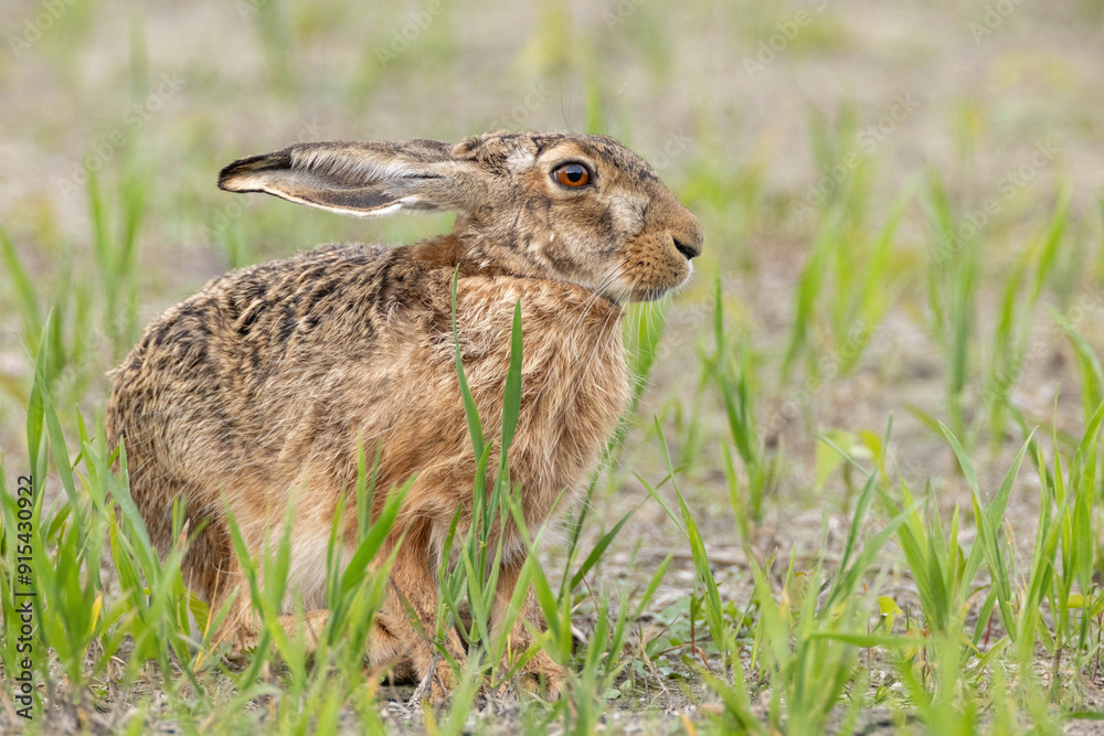 Fototapeta premium Feldhase