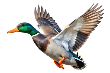  Male Mallard duck drake in flight isolated Transparent background. AI GENERATED