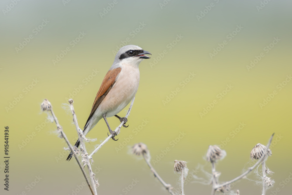 Obraz premium Neuntöter