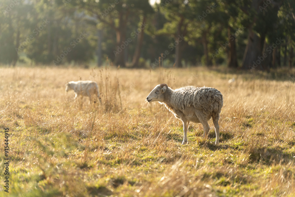 Obraz premium Merino sheep, grazing and eating grass in New zealand and Australia with baby lambs