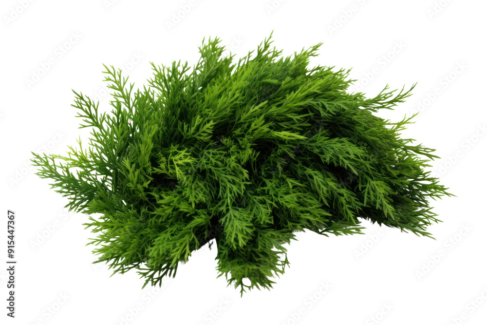 Fototapeta premium Dense eastern cedar bush with green leaves, isolated on white background.
