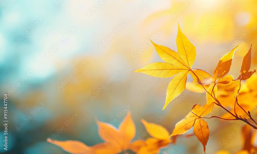 Sunlit autumn leaves in golden shades on blurred background Sunlit autumn leaves in golden shades on blurred background