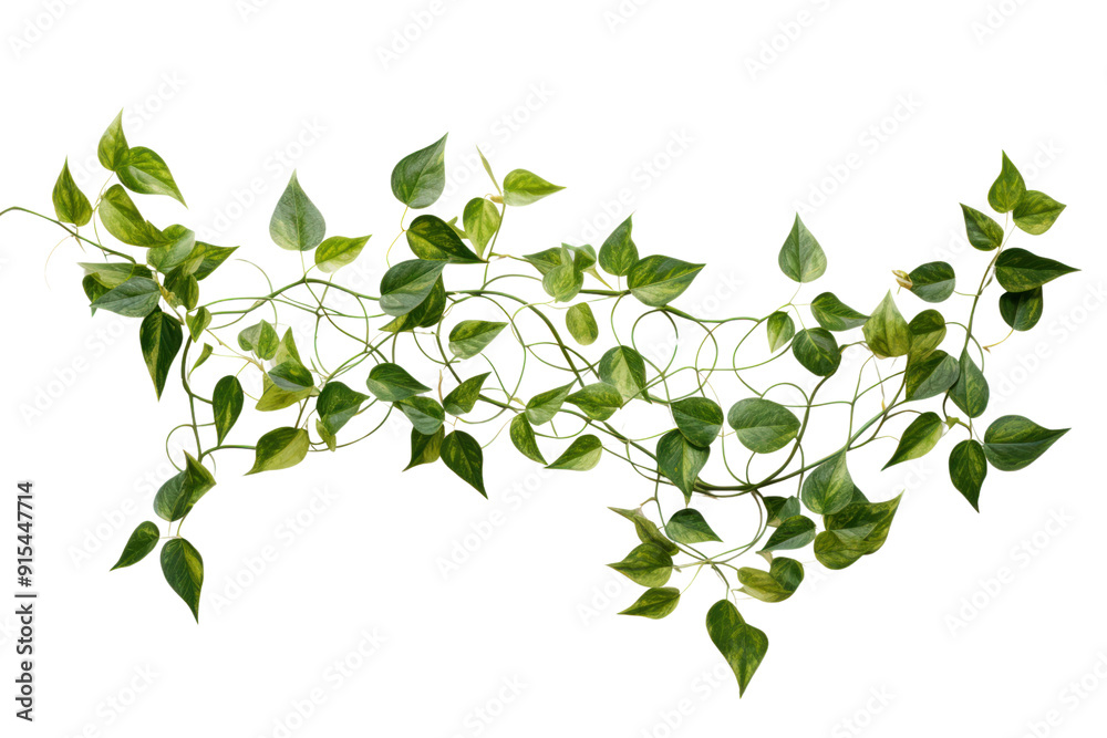 Bright green ivy extending down a white brick wall, isolated on a white background. Bright green ivy extending down a white brick wall, isolated on a white background.