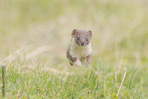 Mauswiesel beim Laufen photo