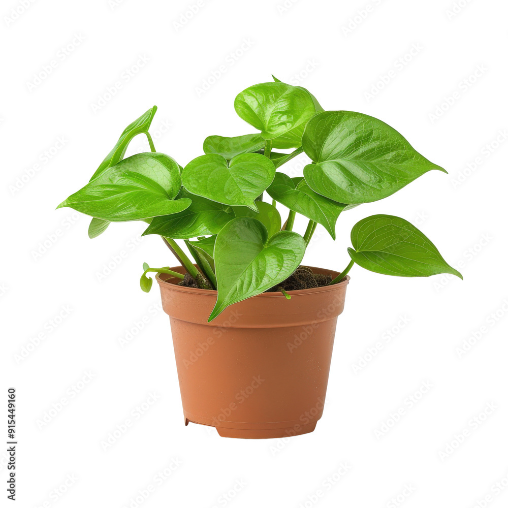 A lush green potted plant with heart-shaped leaves. Perfect for adding life and vibrancy to any indoor space. A lush green potted plant with heart-shaped leaves. Perfect for adding life and vibrancy to any indoor space.
