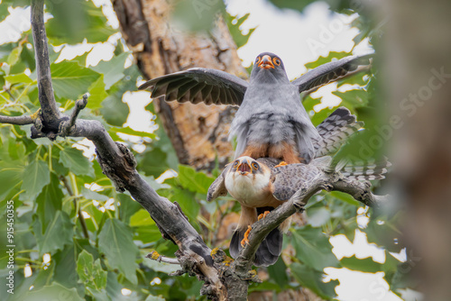 Rotfussfalken bei der Paarung photo